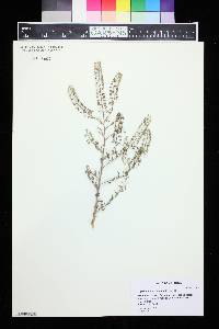 Lepidium ramosissimum image