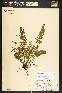 Asplenium macraei image