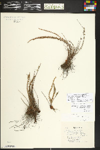 Astrolepis cochisensis image