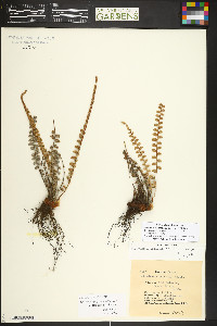 Astrolepis integerrima image