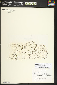 Azolla cristata image