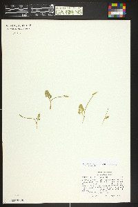 Botrychium simplex image