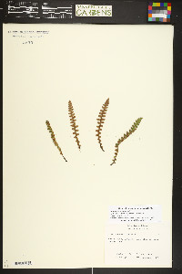 Ceterach officinarum image
