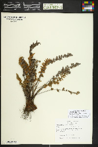 Myriopteris rufa image