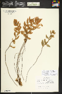 Myriopteris lindheimeri image