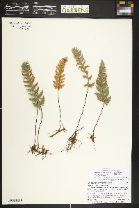 Myriopteris lindheimeri image