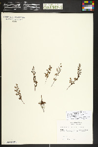 Cheilanthes tenuifolia image