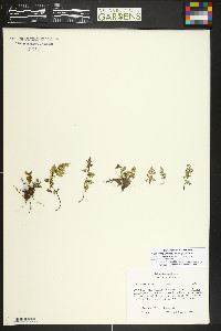 Myriopteris wrightii image