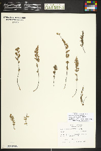 Myriopteris scabra image