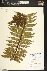 Alsophila erinacea image