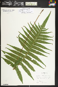 Thelypteris dentata image