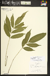 Danaea nodosa image