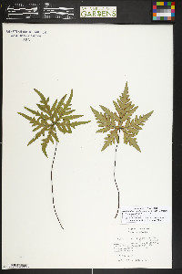 Doryopteris concolor image