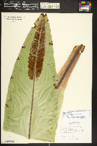 Asplenium nidus image