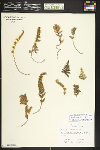 Myriopteris newberryi image