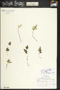 Notholaena californica image