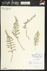 Pellaea mucronata image