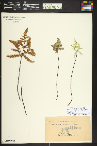 Pentagramma triangularis image