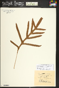 Lecanopteris pustulata image