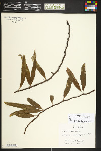 Microgramma lycopodioides image