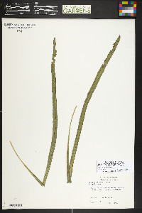Campyloneurum angustifolium image