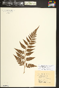 Rumohra adiantiformis image