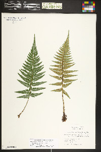 Polystichum luctuosum image