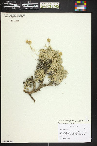 Artemisia capitata image