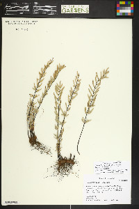 Pellaea ternifolia subsp. ternifolia image