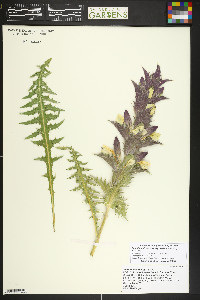 Acanthus syriacus image