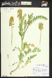 Astragalus canadensis image