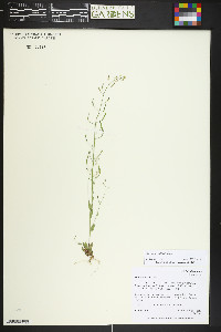 Draba albertina image
