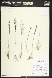 Blepharoneuron tricholepis image