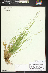 Carex deweyana image