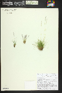 Agrostis humilis image