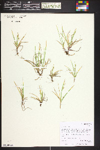 Carex aurea image