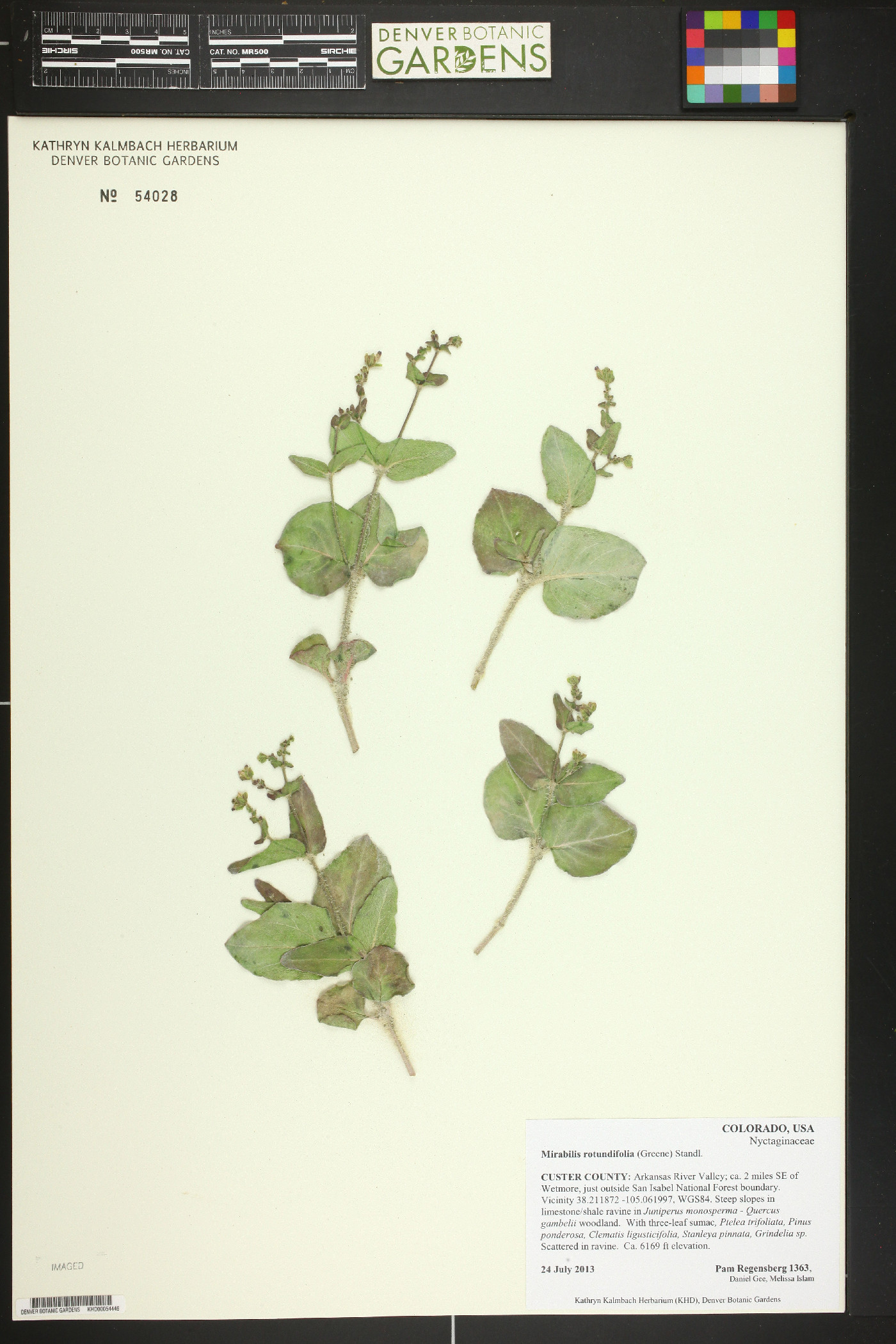 Mirabilis rotundifolia image