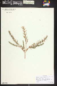 Blitum nuttallianum image