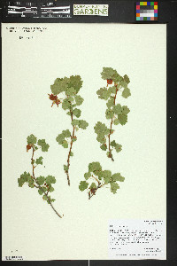 Ribes cereum image