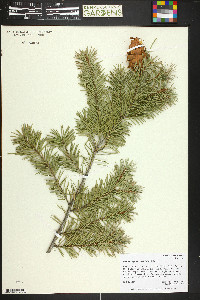 Pseudotsuga menziesii image