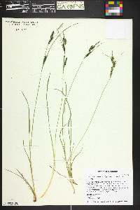 Carex kelloggii image