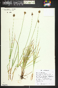 Carex macloviana image