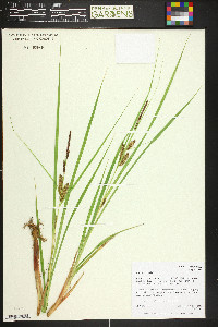 Carex vesicaria image