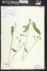 Hieracium albiflorum image