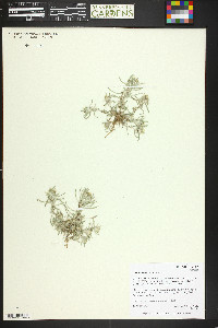 Gnaphalium exilifolium image