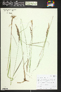 Calamagrostis stricta image