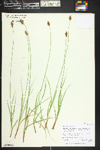 Carex macloviana image