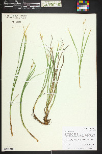 Carex geyeri image