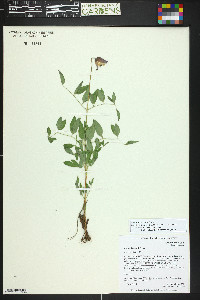 Clematis scottii image