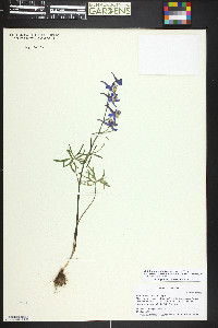 Delphinium nuttallianum image